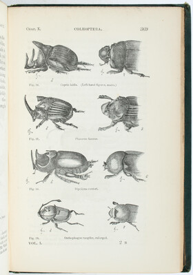 Darwin, Descent of man. 2 Bde.