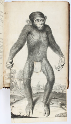 Tyson, Orang-Outang or Anatomy of a Pygmie