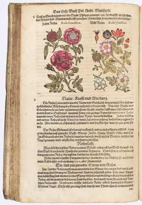 Mattioli, Kreutterbuch. 1626