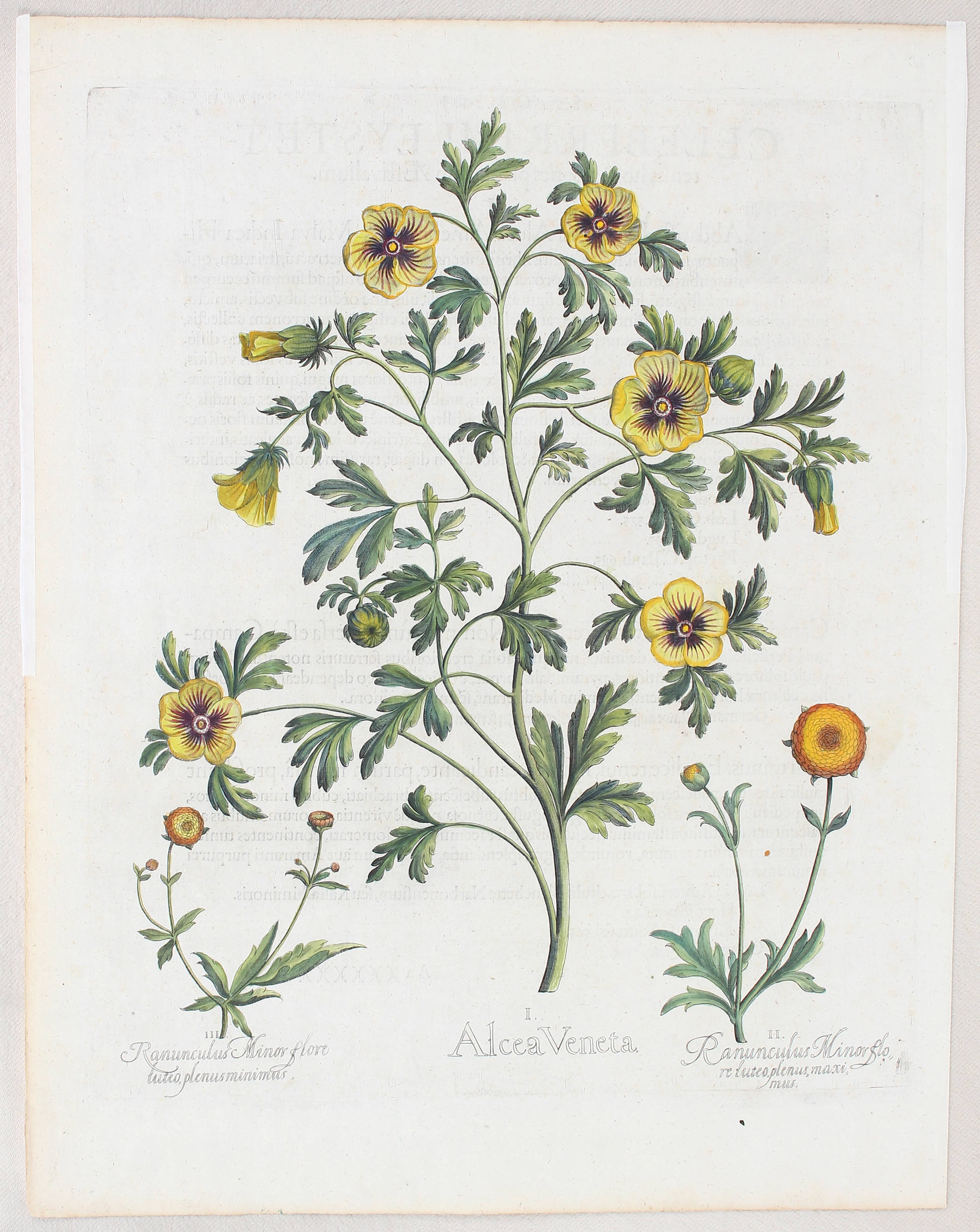 Besler, Alcea Veneta / 2 Bll.