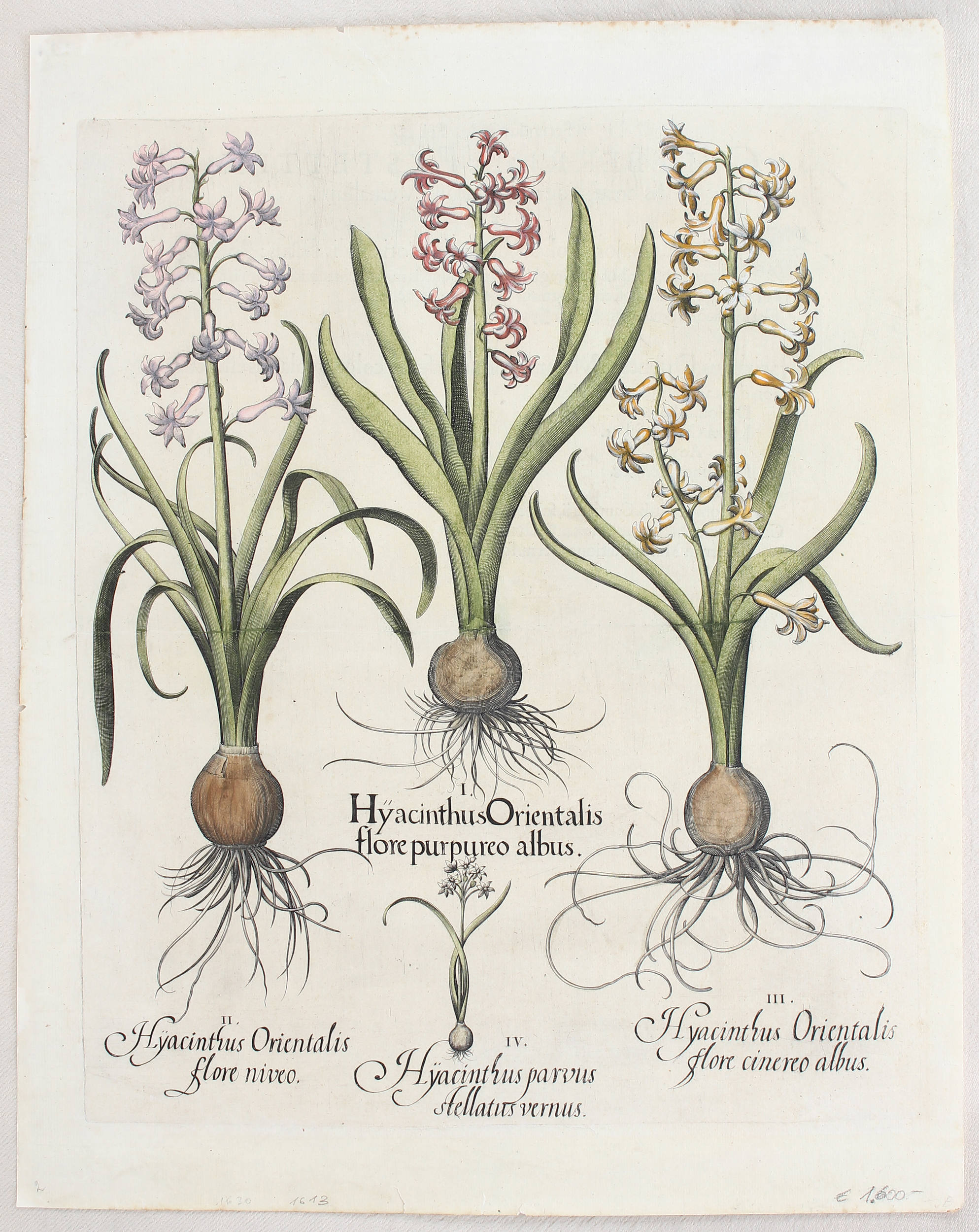 Besler, Alcea Veneta / 2 Bll.