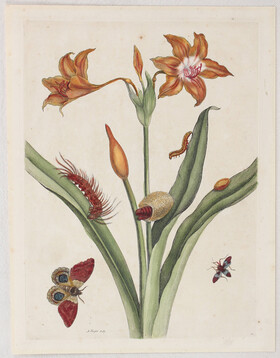 M. S. Merian, Taf. 22: (Lis rouge) u.49 / 2 Bll.