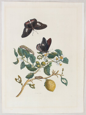M. S. Merian, Taf. 17: (Limonier) u. Taf. 6 / 2 Bll.