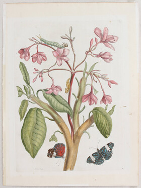 M. S. Merian, Taf. 8 (Jasmin) u. Taf. 72 / 2 Bll.