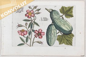 Blumen. 51 Bll. (Passe, Hortus floridus)