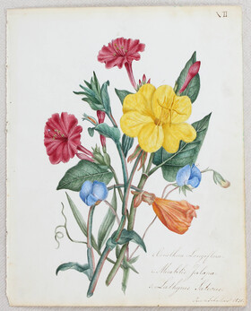 Blumen. 12 Bll. Aquarelle (A. L. Lavater)