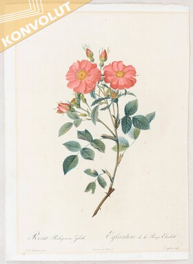 Blumen. 11 Bll. Redouté / 14 Bll.