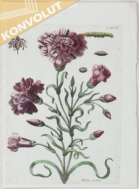 M. S. Merian, 58 Bll. Europ. Insecten / 61 Bll.