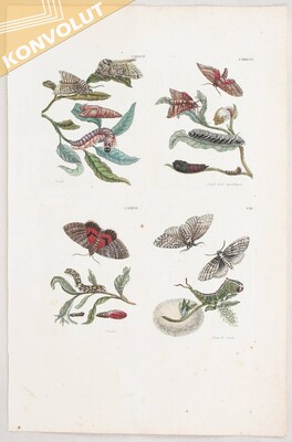 M. S. Merian, 7 Fol.-Bll. Europ. Insecten / 8 Bll.