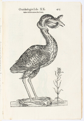 Aldrovandi, Ornithologiae. Bd. 3