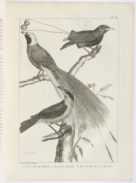 Ray, Histoire naturelle des oiseaux