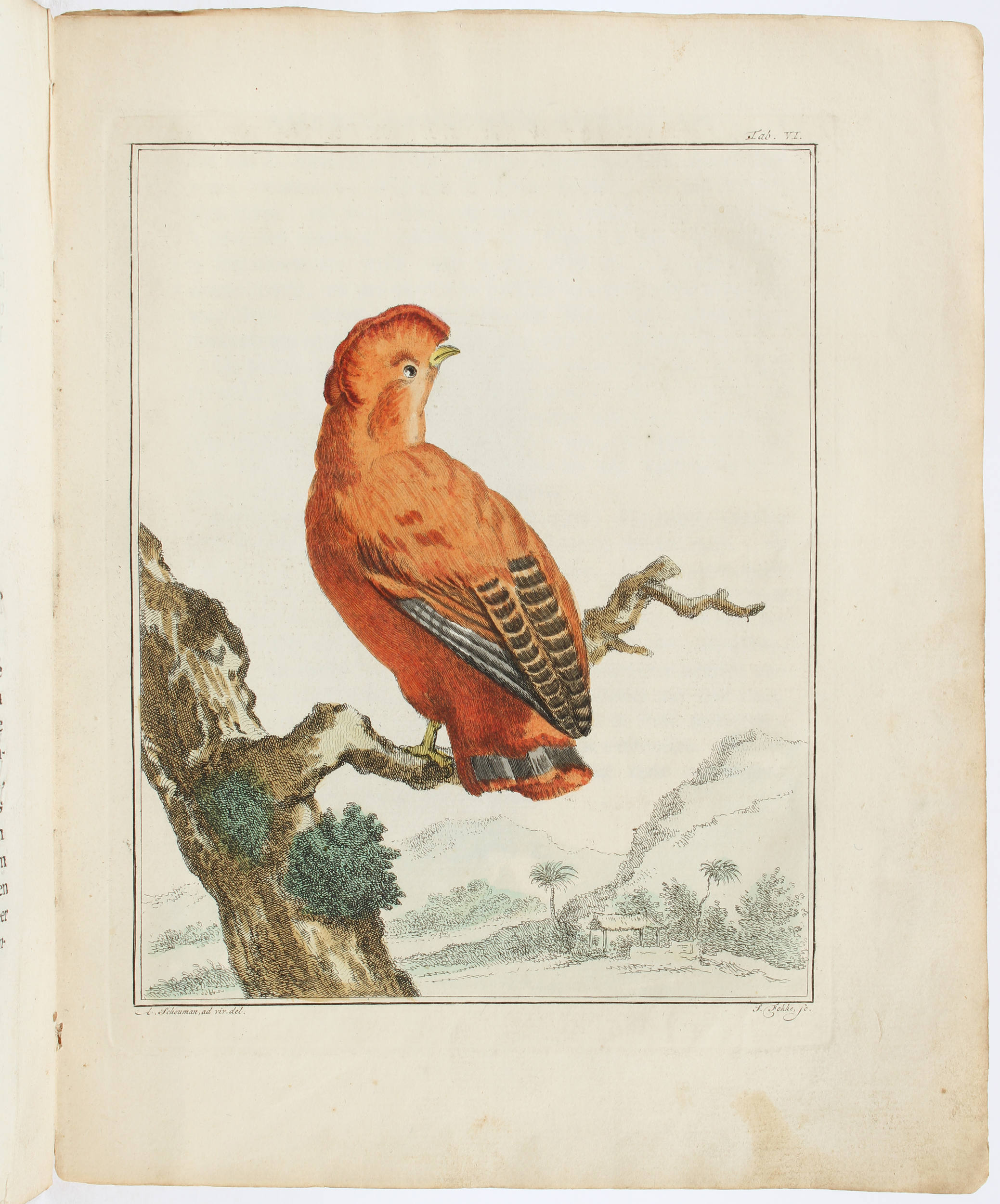 Vosmaer, 5 Einzellieferungen des Regnum Animale. 5 Hefte.