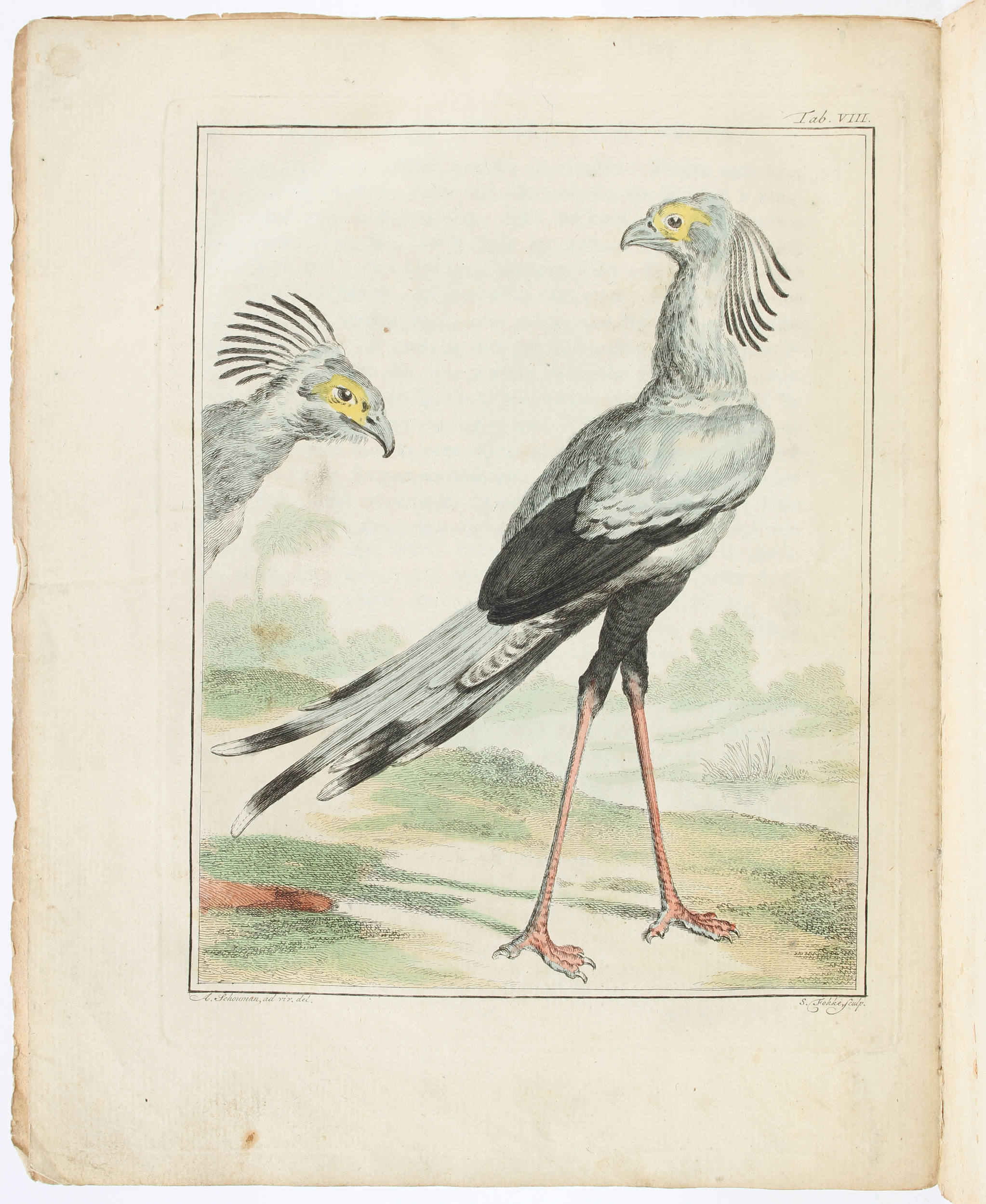 Vosmaer, 5 Einzellieferungen des Regnum Animale. 5 Hefte.