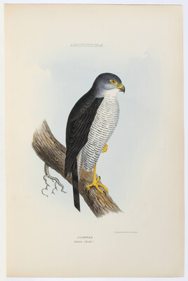 Gray, The genera of birds. 3 Bde.