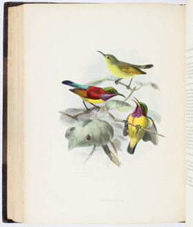 Shelley, A monograph of the Nectariniidae