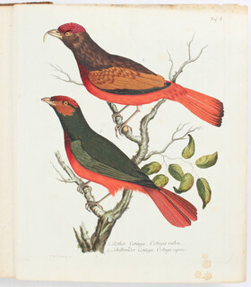 Merrem, Avium rariorum