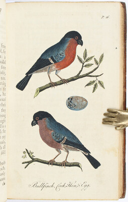 Albin, Natural history of english song-birds / 2 Bde.