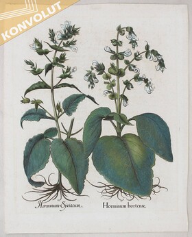 Deko-Konvolut. 9 Bll. Besler, Gillray, Ward u.a.
