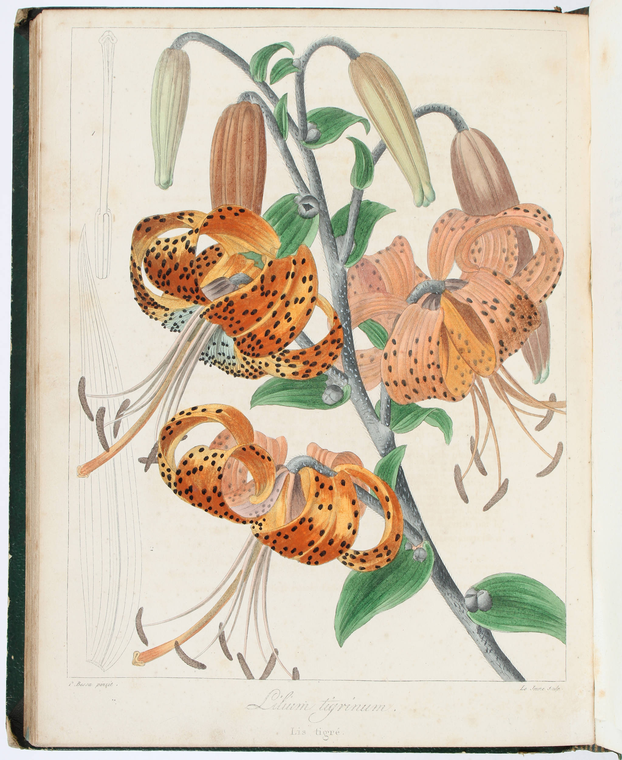 Drapiez, Herbier de fleurs. 8 Bde.