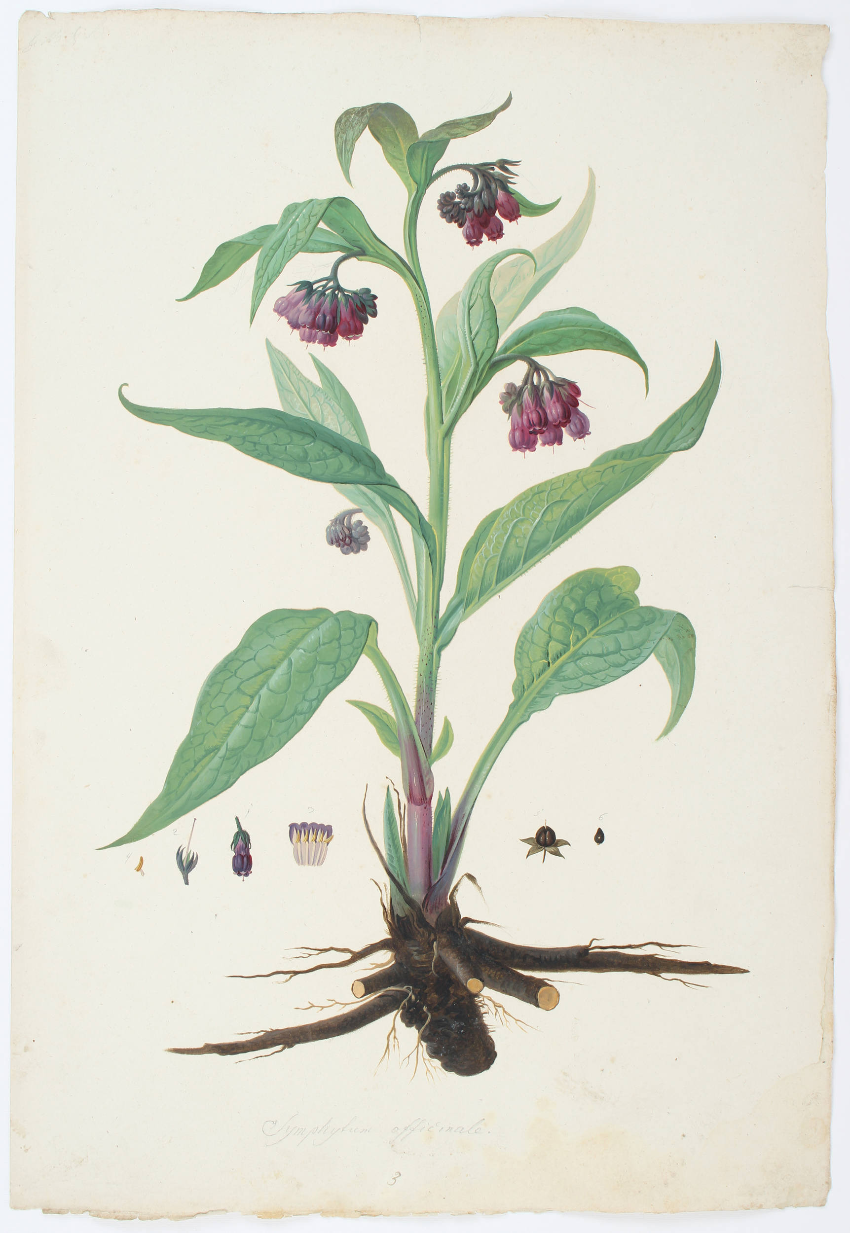 Mayrhofer, Or.-Aquarelle zur Flora Monacensis. 191 Bll.