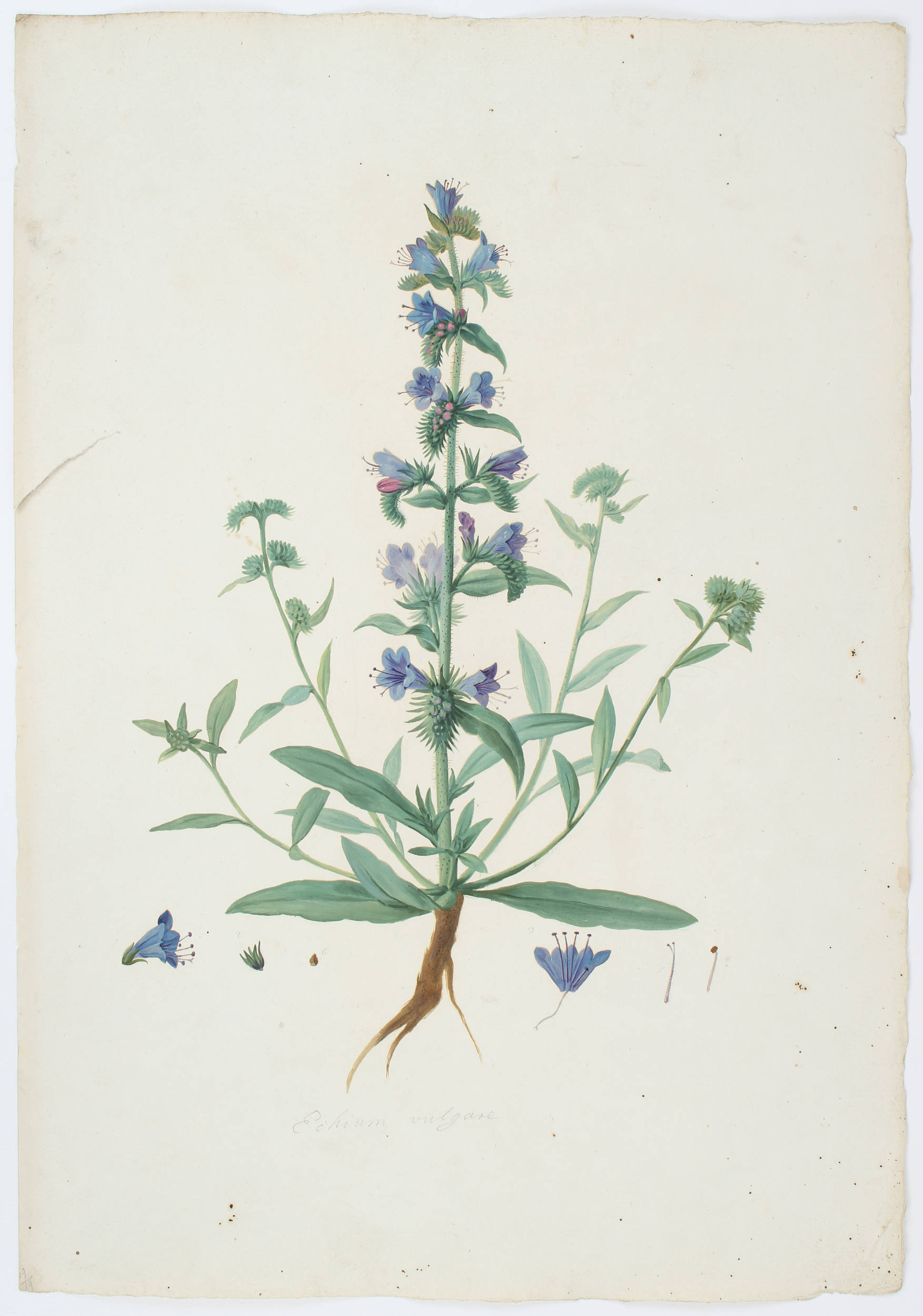 Mayrhofer, Or.-Aquarelle zur Flora Monacensis. 191 Bll.