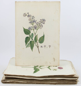 Mayrhofer, Or.-Aquarelle zur Flora Monacensis. 191 Bll.