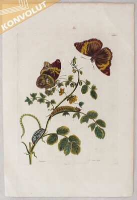 M. S. Merian, Taf. 32: Slaaperties / Ca. 180 Bll.
