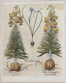 Besler, Sisyrinchium minus & Borrago / 2 Bll.