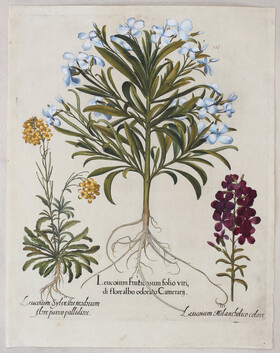 Besler, Leucoium fruticosum