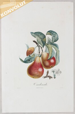Früchte. 22 Bll. Langlois-(Duhamel)