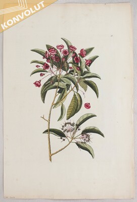 Blumen u. Pflanzen. 4 Bll. Catesby & Edwards
