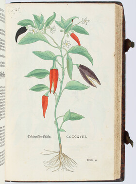 Fuchs, New Kreüterbuch