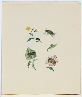 (Schellenberg), 350 Aquarelle von Insekten etc. Sammlung in 1 Schuber