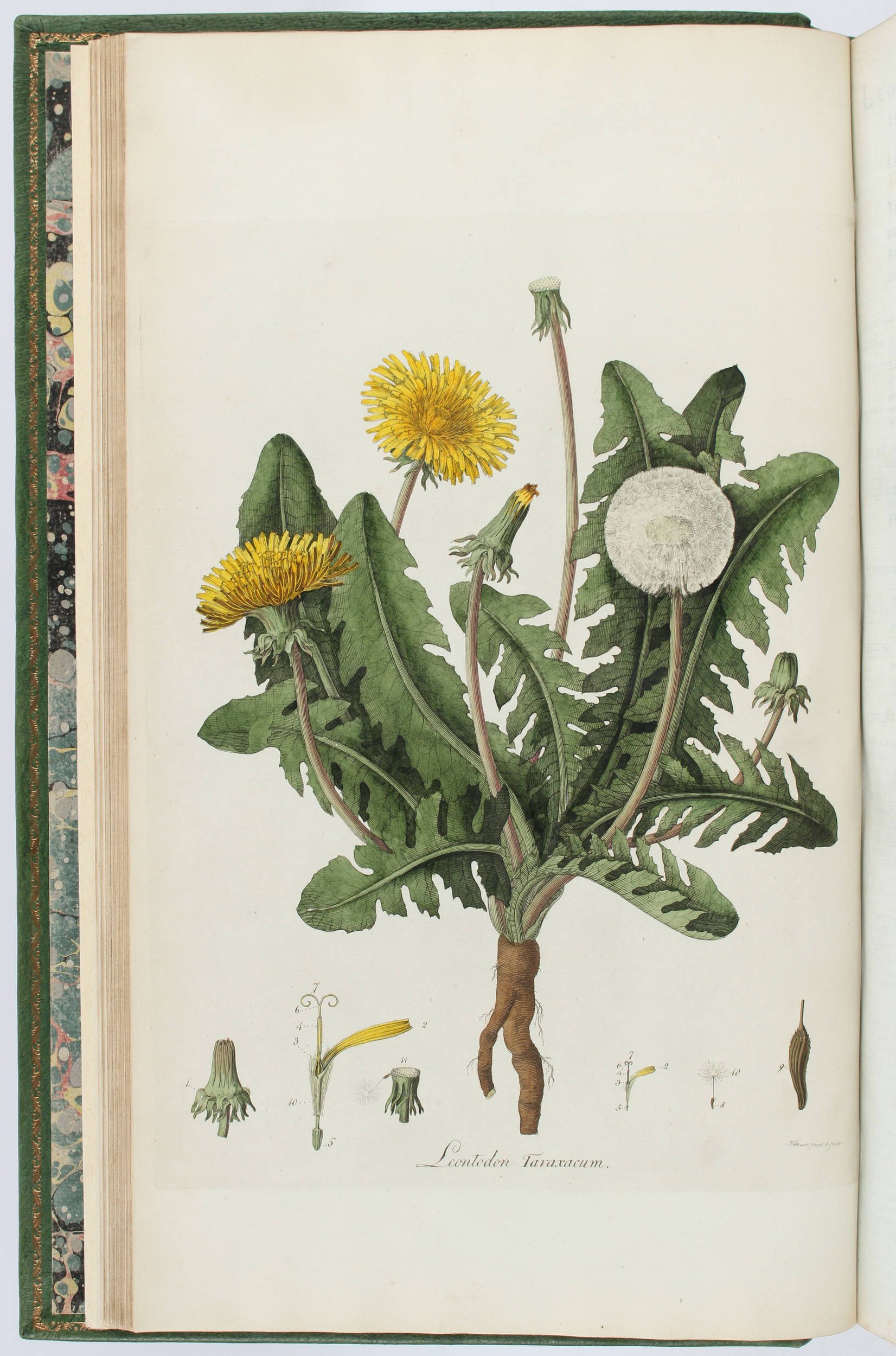 Curtis, Flora Londinensis. 2 Bde.