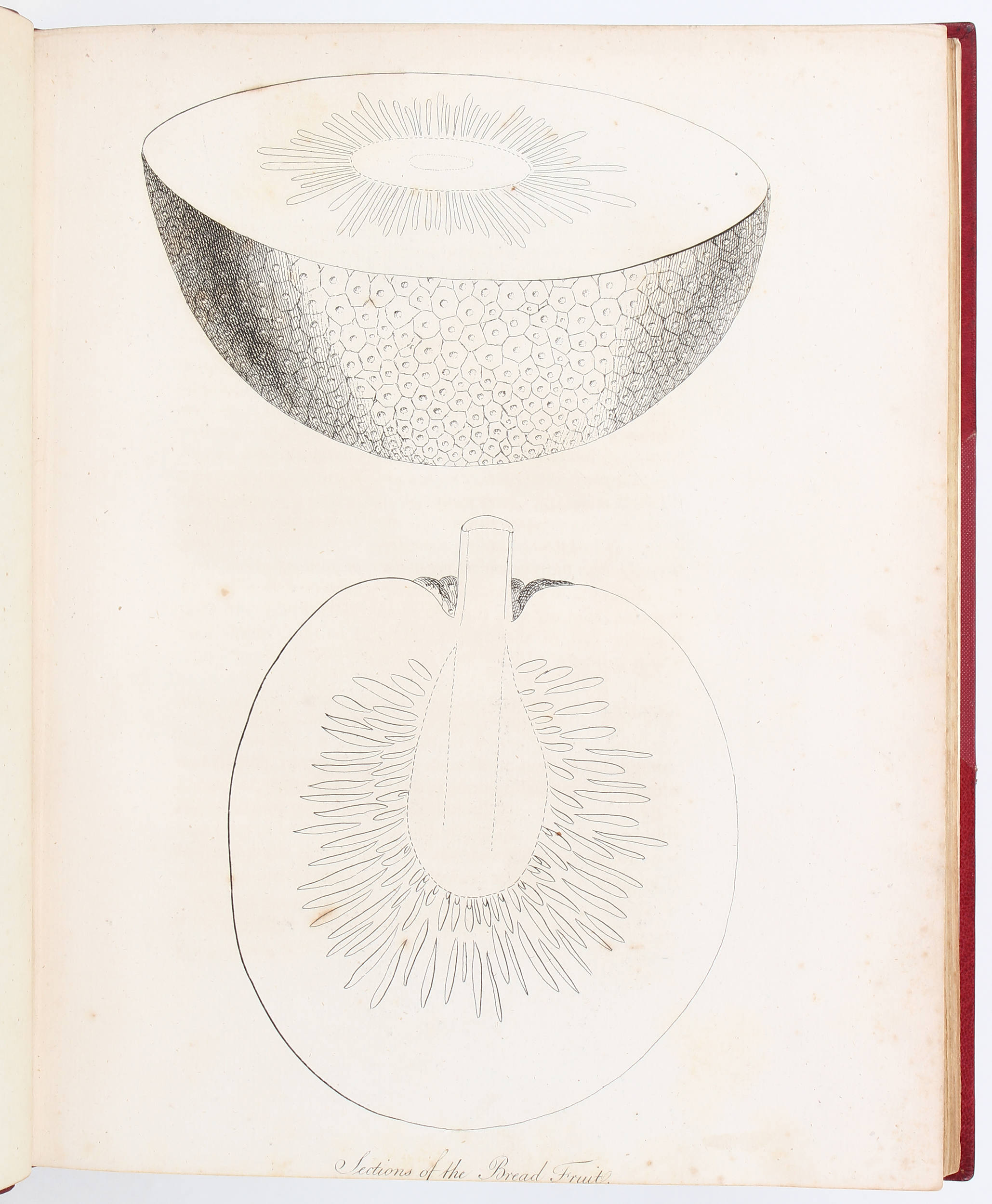 Bligh, Voyage to the South Sea