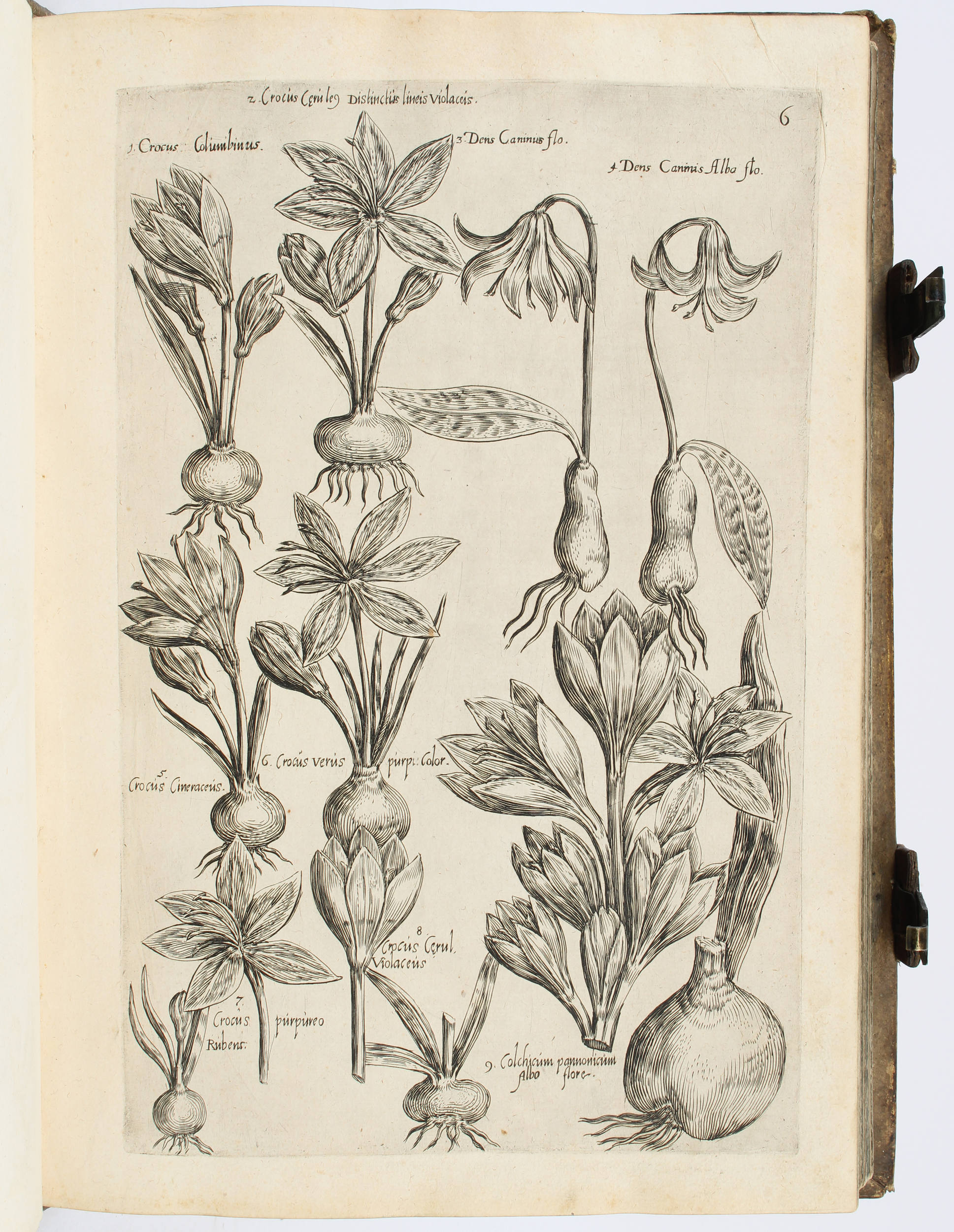 Sweertius, Florilegium