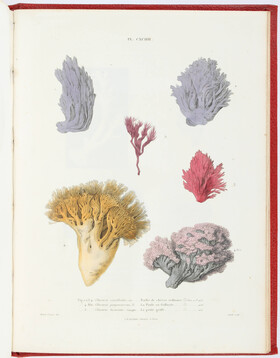 Paulet & Léveillé, Iconographie des Champignons