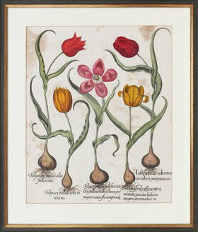 Besler, Tulipa nivei coloris oris rubeo. Ger.
