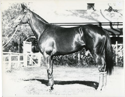 850.68.55: Varia - Sport - Equestrian sport