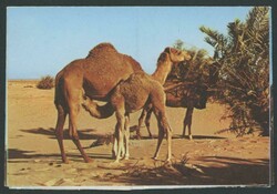 AEROGRAMMES: 1961-82 formular issues commercially used from Bahrain ...