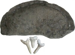 Balance of collection including fossil whale ear bone; fossil shark ...