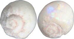Coober Pedy (SA) opalised snails, 10mm & 13mm, one with brillant ...
