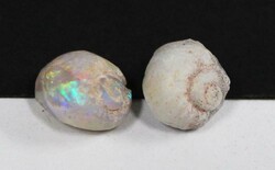 Coober Pedy (SA) opalised snails, 10mm & 13mm, one with brillant ...