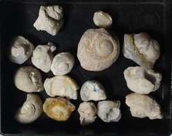 Coober Pedy (SA) opalised snails, various sizes and colour. (16)