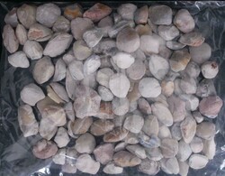 Coober Pedy (SA) Opalised shell specimens, 1kg+.