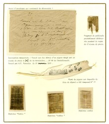 Enveloppe contenant deux plumes de pigeons ainsi que des ...