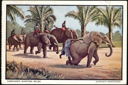 ANVERSVILLE (2), Belgian Congo, picture postcard (publisher CBMC), ...