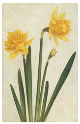 Swap image