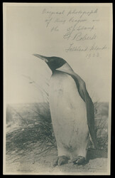 2480: Islas Malvinas