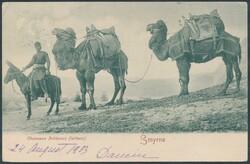 Smirne  SMYRNE, Chameaux Pehlavans, gelaufen 1903